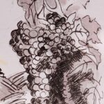 grapes barbera watercolor different wine