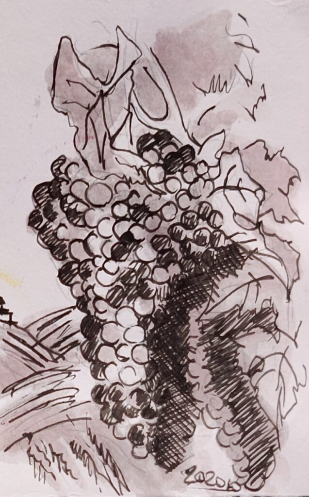 grapes barbera watercolor with Barbera red wine