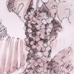 grapes bonarda watercolor different wine