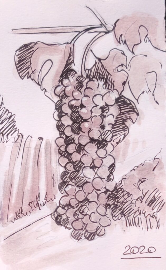 grapes bonarda watercolor with Bonarda red wine