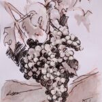 grapes freisa watercolor watercolor different wine