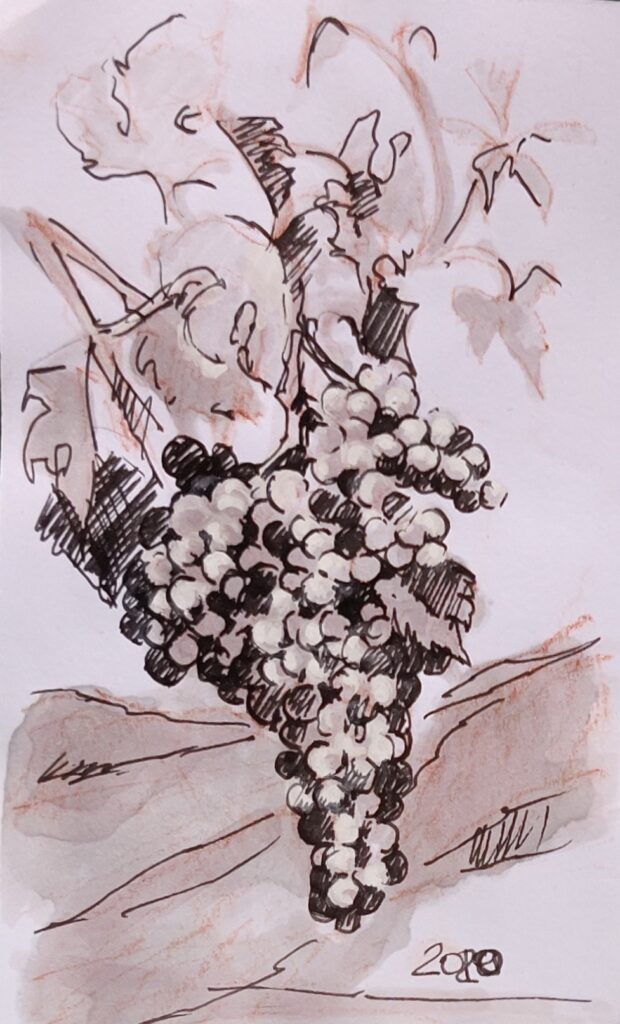 grapes freisa watercolor with Freisa red wine